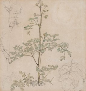 Estudio de perifollo silvestre de Paul Sandby