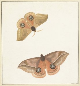 Dos mariposas de Paulus Knogh