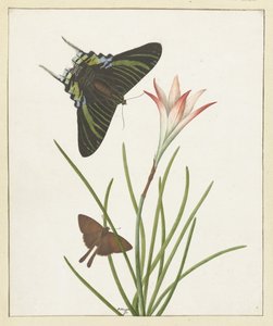 Dos mariposas cerca de un lirio de Paulus Knogh