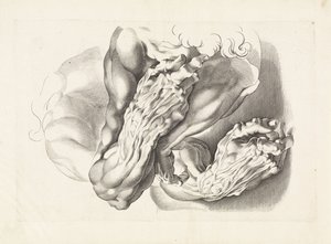 Estudios anatómicos de brazos. El libro de dibujo de Peter Paul Rubens (título de la serie)