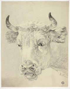 Cabeza de vaca