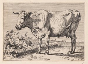 La vaca con el cuerno arrugado, de Varios bueyes y vacas de Paulus Potter