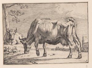 La vaca que pasta, de Varios bueyes y vacas de Paulus Potter