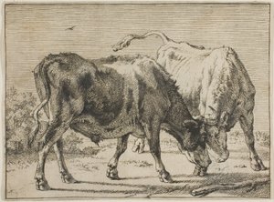 Dos Toros Luchando de Paulus Potter