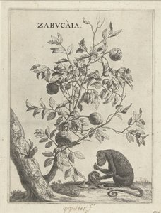 Zabucaiaboom en een aap Zabvcàia (título sobre objeto) de Paulus Potter