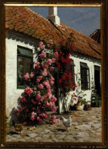 Rosas trepadoras en la granja de Peder Monsted