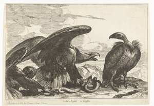 Buitre y un águila con serpiente 1. des Aigles 2. Griffon (título sobre objeto) Birds from the Menagerie of Versailles (título de la serie) de Peeter Boel (attributed to)
