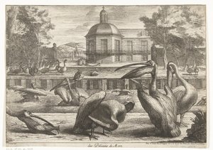 pelícanos des Pelicans de Mere (título sobre el objeto) Birds from the Menagerie of Versailles (título de la serie) de Peeter Boel (attributed to)