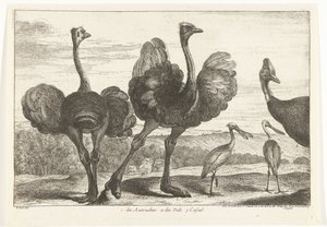 Avestruces, Casuario y Espátula 1. los Autruches. 2. de Pals. C. casual Birds from the Menagerie of Versailles (título de la serie) de Peeter Boel (attributed to)