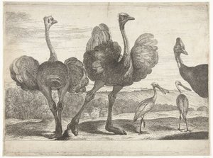 Avestruces, casuarios y espátulas
Pájaros de la colección de Versalles (título de la serie) de Peeter Boel (attributed to)
