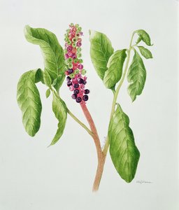 Phytolacca (acuarela) de Peggy Wyatt