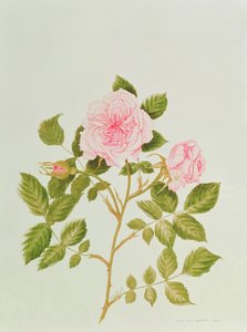 Rosa var: Gertrude Jekyll (acuarela) de Peggy Wyatt