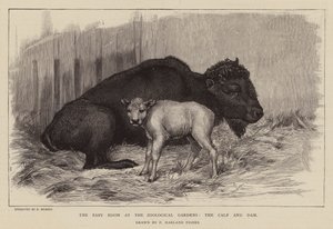 Bisonte y cría en el zoo de Londres (grabado) de Percy Harland Fisher