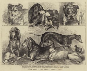 Perros premiados en la exposición del Crystal Palace