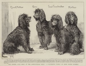 El espectáculo del Kennel Club en el Agricultural Hall, una familia exitosa de Spaniels de Agua Irlandeses de Percy Macquoid