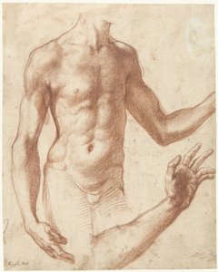 Estudio de un torso
Estudio del torso de un hombre joven de Perino del Vaga