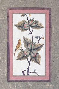 Estudio de pájaro y flor, c.1780