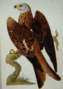 El Milano (Milvus milvus) o Glead, lámina de 
