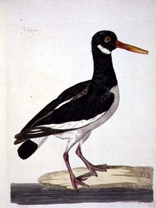 El ostrero (Haematopus ostralegus) placa de 
