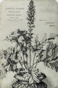 Acanthus Spinosus, Dibujos de Presentación de Peter Bonnett Wight