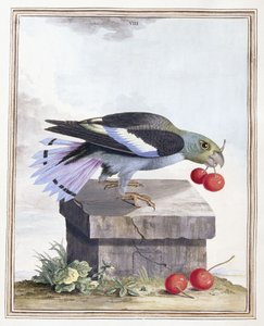 Placa VIII de Peter Brown