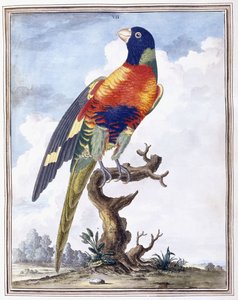 Lámina VII de Peter Brown