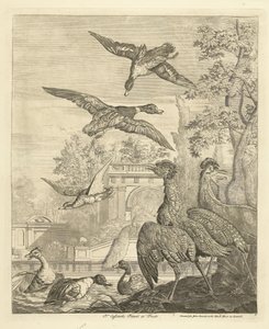 Patos y garzas en un estanque de aves Aves diferentes (título de la serie)