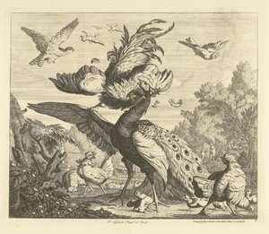 Gallo ataca a un pavo real Aves diferentes (título de la serie)