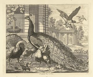 Pavo real y pavo en una columnata de jardín Aves diferentes (título de la serie)