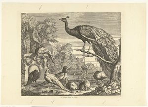 Pavo real, conejos y otras aves en una fuente de jardín Aves diferentes (título de la serie)
