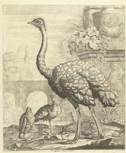 Avestruz y pavos en un jardín de ruinas antiguas Aves diferentes (título de la serie)