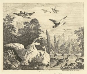 Cisnes y patos en un estanque de pájaros Aves diferentes (título de la serie)