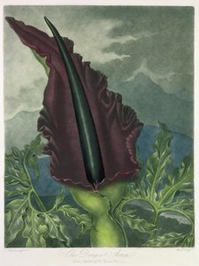 El Dragón Arum, grabado por Ward, de 