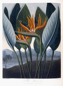 La Reina, 1796-1807