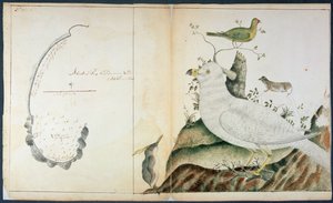 Carta de Adventure Bay, Tierra de Van Diemen, c.1773 de Peter Fannin