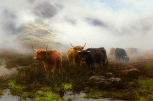 Páramo y niebla de Peter Graham