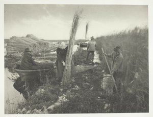 Durante la cosecha de caña de Peter Henry Emerson