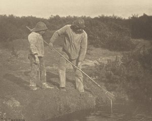 AnguilaRecogida en aguas de Suffolk de Peter Henry Emerson