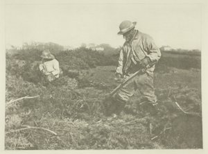 Corte de aulagas en un común de Suffolk