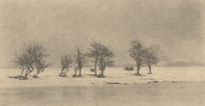 Árboles de espinas retorcidas, c. 1890, impreso c. 1895 de Peter Henry Emerson