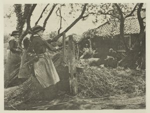 Pelado de Mimbre (Norfolk)
