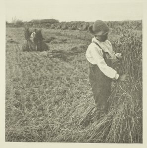 Cosecha de maíz (Norfolk)
