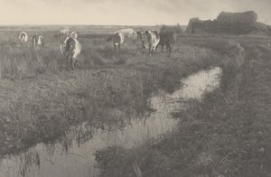 Ganado en los pantanos de Peter Henry Emerson and T.F. Goodall