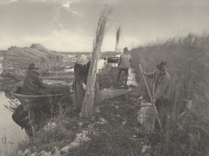 Durante la cosecha de cañas de Peter Henry Emerson and T.F. Goodall