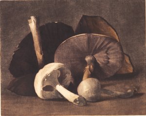 Champiñón blanco de Peter Vilhelm Ilsted