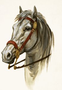 Caballo no identificado