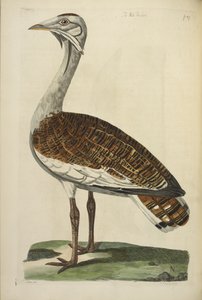 La avutarda macho, ilustración de 