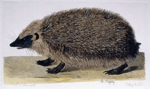 El Erizo, 1761-1766 de Peter Paillou