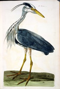 El Garza (Ardea cinerea) placa de 