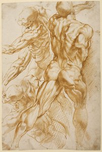 Estudios anatómicos de Peter Paul Rubens